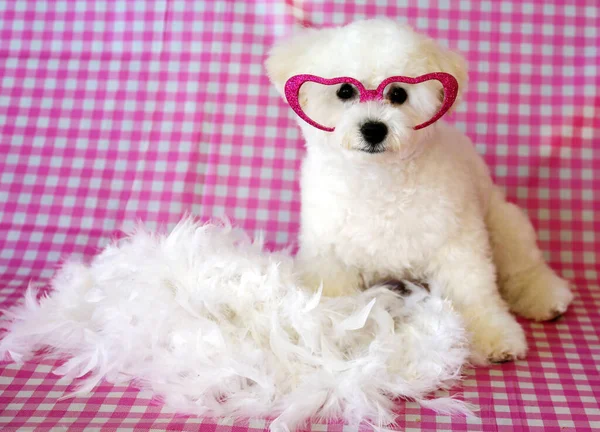 Чистая Бишонская Фризская Собака Розовом Белом Клетчатом Фоне Пасхальная Фотосессия — стоковое фото
