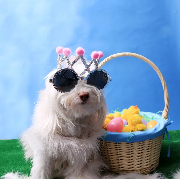 Cute Dog with Easter Basket