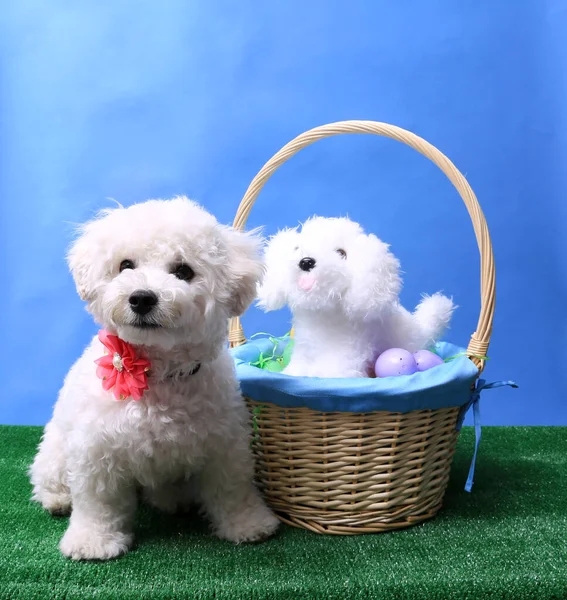 Cute Dog with Easter Basket