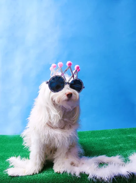 A Maltese Dog wears her Princess Crown. Dog Studio Portrait. Princess dog.