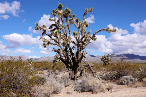 Joshua Tree Dry Desert — Photo