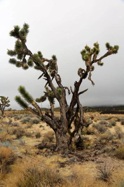 Joshua Tree Dry Desert — Stock fotografie