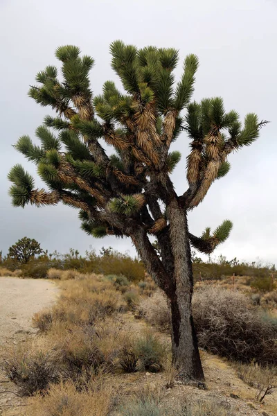 Joshua Tree Dry Desert — Photo