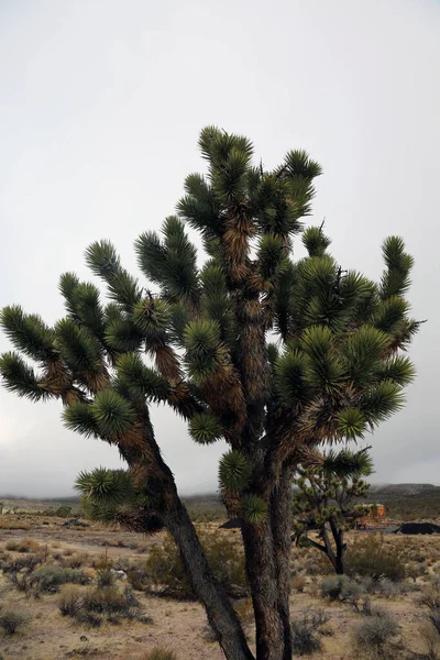 Joshua Tree Dry Desert — Stock fotografie
