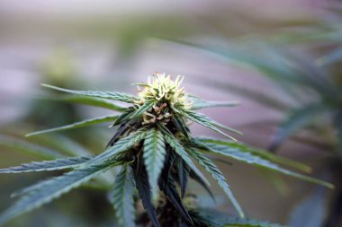 Marijuana plants. Marijuana farming. prop. 64. Marijuana Flower Close Up.