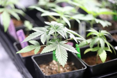 Marijuana plants. Marijuana farming. prop. 64. Marijuana Flower Close Up.