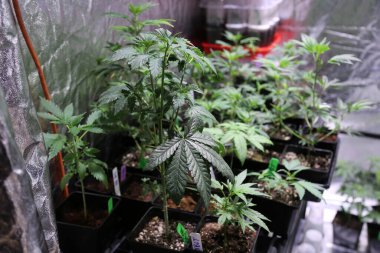 Marijuana plants. Marijuana farming. prop. 64. Marijuana Flower Close Up.