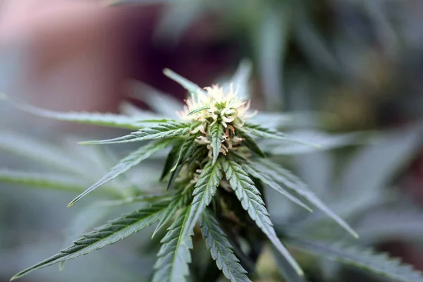 Φυτά Μαριχουάνας Καλλιέργεια Μαριχουάνας Υποστήριγμα Μαριχουάνα Λουλούδι Close — Φωτογραφία Αρχείου