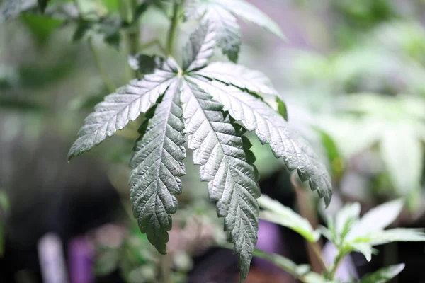Marijuana Plants Marijuana Farming Prop Marijuana Flower Close — Stock Photo, Image