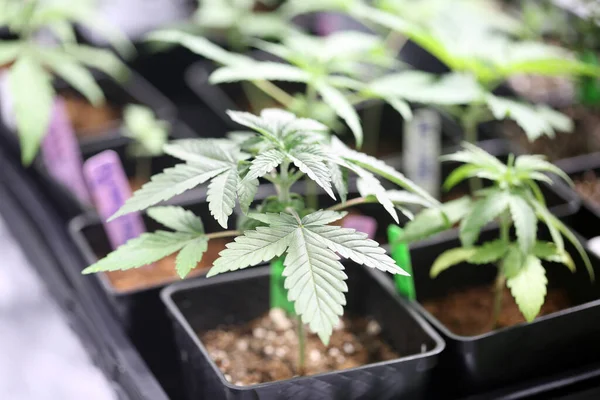 Marijuana Plants Marijuana Farming Prop Marijuana Flower Close — Stock Photo, Image