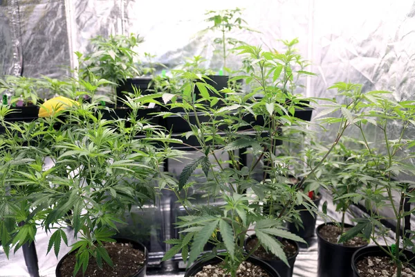 Marijuana Plants Marijuana Farming Prop Marijuana Flower Close — 스톡 사진