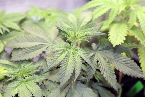 Marijuana Plants Marijuana Farming Prop Marijuana Flower Close — Stockfoto