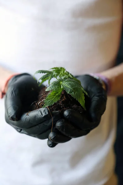 Marijuana Plants Marijuana Farming Prop Marijuana Flower Close — Stock fotografie