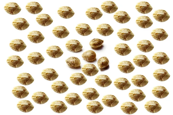 Close View Marijuana Seeds — Stock Photo, Image