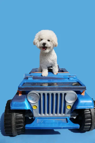 white dog on the top of blue vintage retro car on blue background