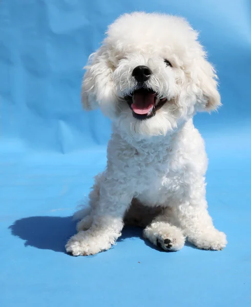 Bichon Frise Puppy Month Old Bichon Frise Dog Smiles Studio — Stockfoto