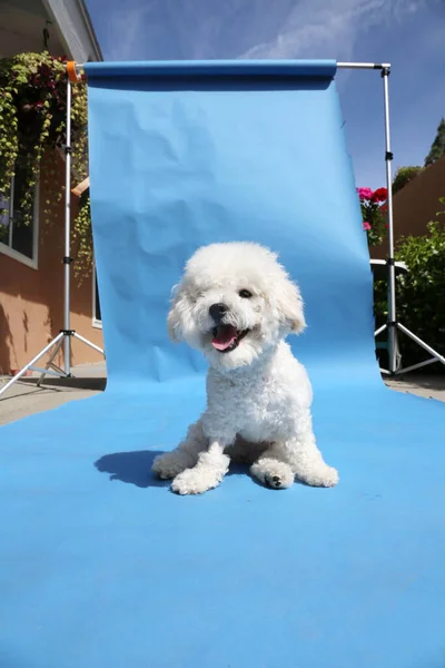 Bichon Frise Puppy Month Old Bichon Frise Dog Smiles Studio — Foto de Stock