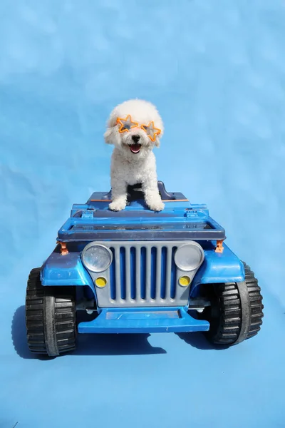 white dog on the top of blue vintage retro car on blue background