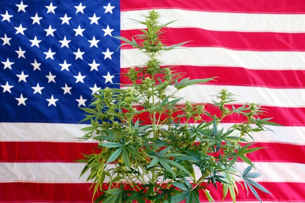 Shallow Depth Field View Marijuana Plant Front American Flag Female — Stock fotografie