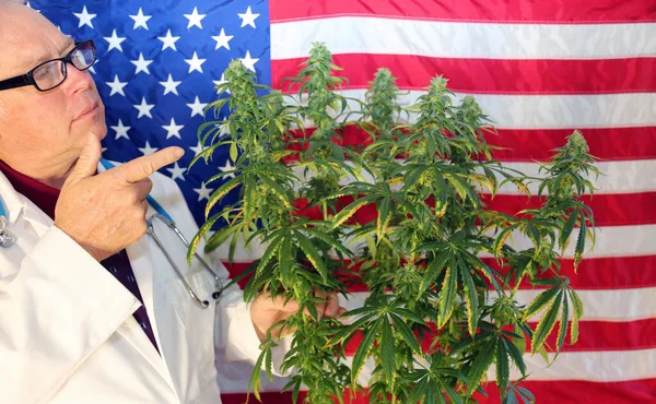 Marijuana Plant. Medical Doctor or Scientist. Marijuana Doctor examines a Female Marijuana Plants Flowers for Quality and structural formation.