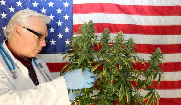 Marijuana Plant. Medical Doctor or Scientist. Marijuana Doctor examines a Female Marijuana Plants Flowers for Quality and structural formation.