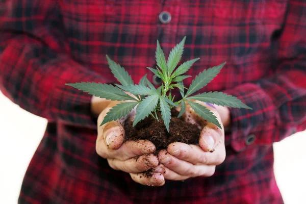 Marijuana Plant Händerna Bonde Håller Marijuana Växt Sina Händer — Stockfoto