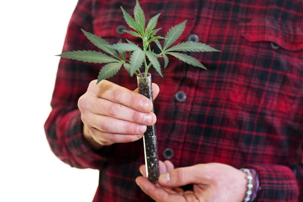 Marijuana Plant Hands Farmer Holds Medical Marijuana Plant Seedling Test — Stockfoto