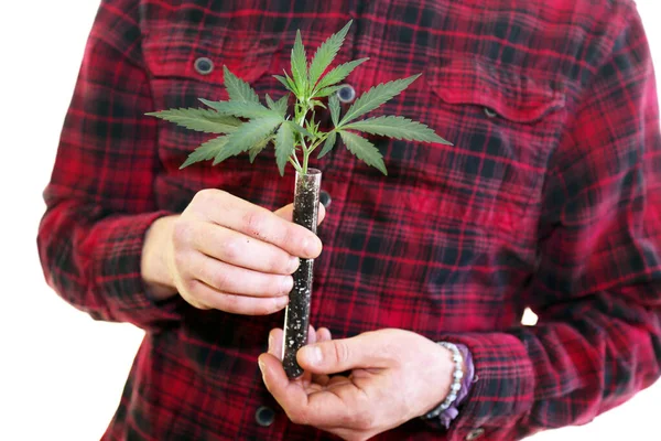 Marijuana Plant Hands Farmer Holds Medical Marijuana Plant Seedling Test — Stockfoto