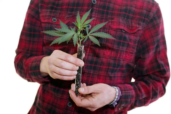 Marijuana Plant Hands Farmer Holds Medical Marijuana Plant Seedling Test — Stockfoto