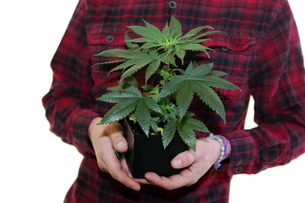 Marihuana Plant Handen Een Boer Houdt Een Marihuana Plant Zijn — Stockfoto