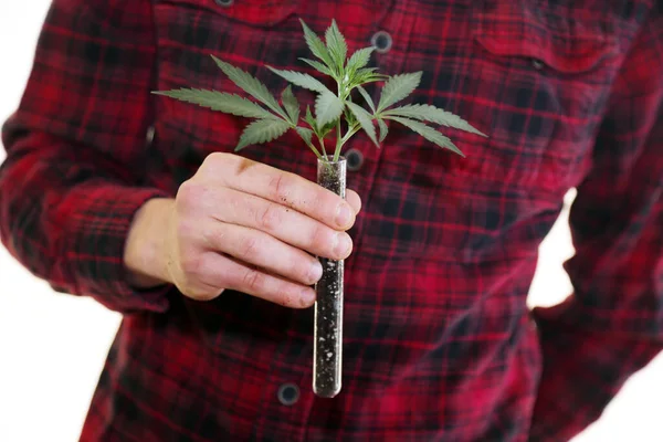 Marijuana Plant Hands Farmer Holds Medical Marijuana Plant Seedling Test — Stockfoto