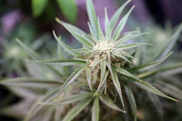 Female Marijuana Plants Flowering Growing Industrial Marijuana Grow Room Lights — Stock Photo, Image