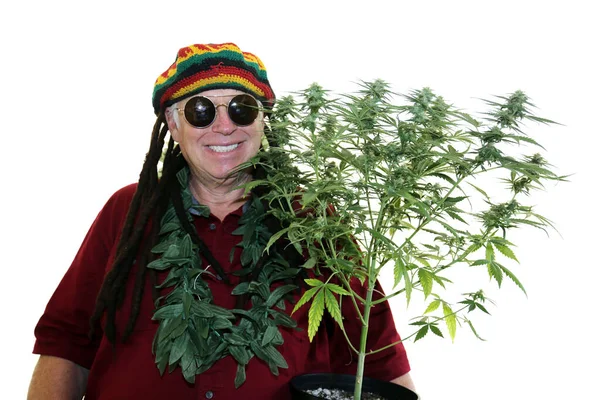 Rasta Man with his Ganja Plant. A man in a Rastafarian Dred Locks Hat and Hipster Sunglasses smiles as he enjoys his Female Ganja Marijuana Plant. Isolated on white.