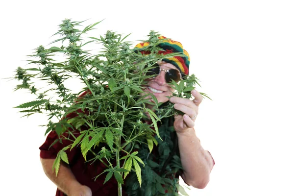 Rasta Man His Ganja Plant Man Rastafarian Dred Locks Hat — Stock Fotó