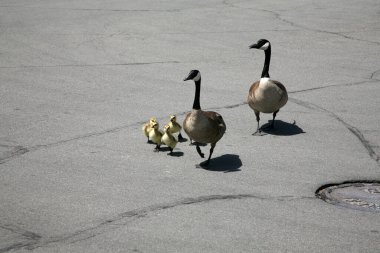 Canadian Goose Family with 5 Goslings aka baby geese out for a walk.