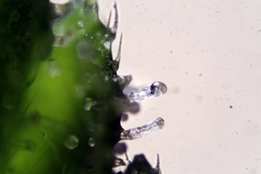 Female Marijuana Flower. Microscopic view of a female marijuana flower. Cannabis flower seen under a microscope.
