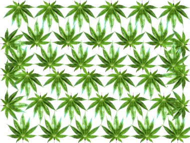 Beyaz arkaplanda marihuana yaprağı izole