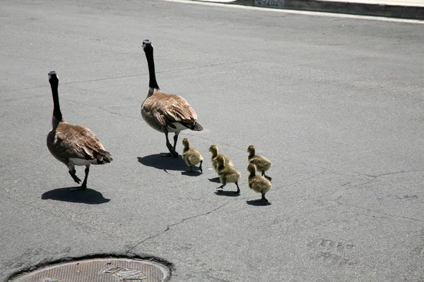 Canadian Goose Family Goslings Aka Baby Geese Out Walk — Stock fotografie