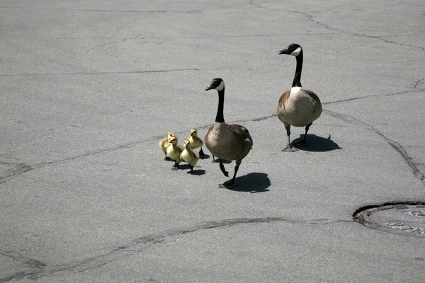 Canadian Goose Family Goslings Aka Baby Geese Out Walk — ストック写真