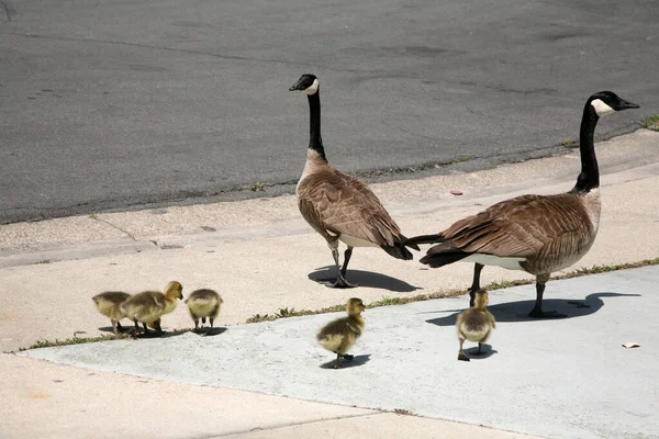 Canadian Goose Family Goslings Aka Baby Geese Out Walk — Foto Stock