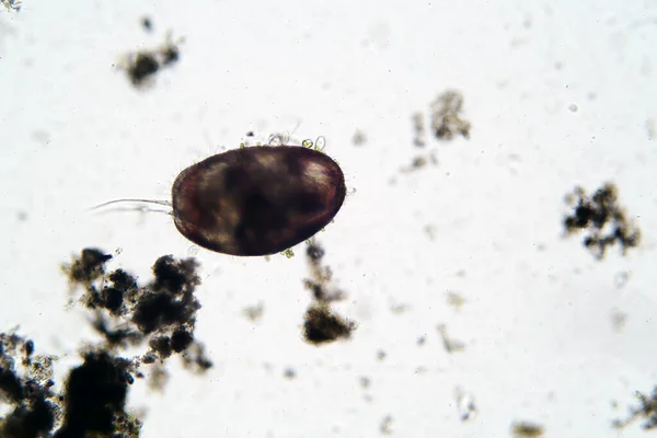 Microscopic Freshwater Ostracod Aka Seed Shrimp Seen Microscope 100 Times — Photo