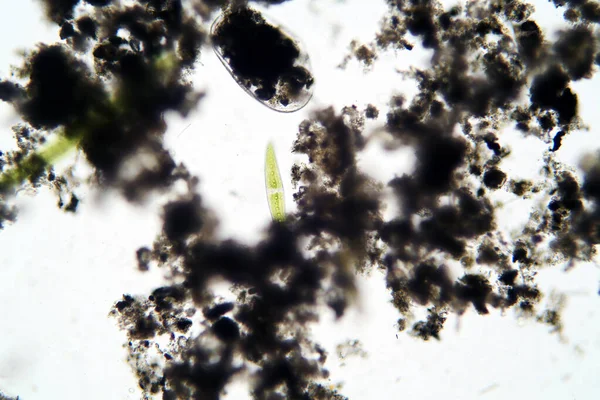 Microscopic Freshwater Ostracod Aka Seed Shrimp Seen Microscope 100 Times — Stock Photo, Image