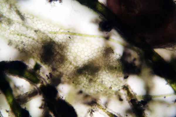 Algae and microscopic animals in stagnant pond water as photographed with a DSLR camera and special lens through a Biological Microscope at 100 times its size. Scientific animal names are in keywords.