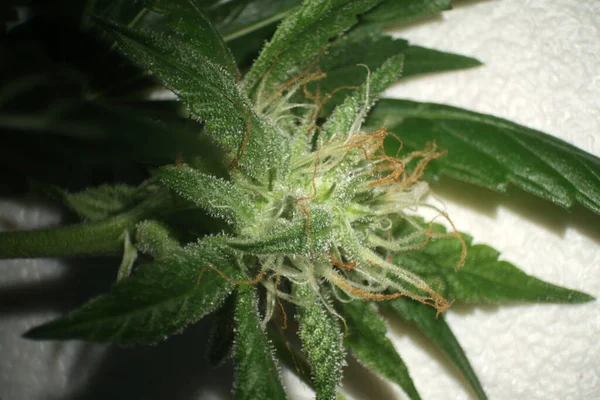 Female Marijuana Flower Microscopic View Female Marijuana Flower Cannabis Flower — Stockfoto