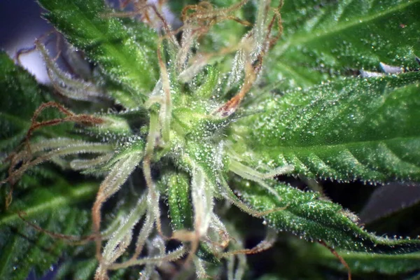 Female Marijuana Flower Microscopic View Female Marijuana Flower Cannabis Flower — 스톡 사진