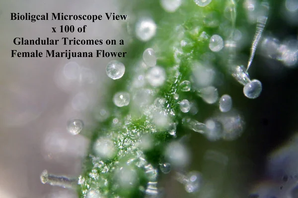 현미경으로 마리화나 100 — 스톡 사진