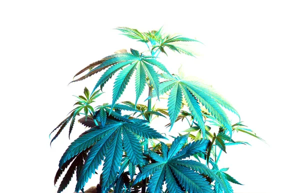 Piante Cannabis Verde Sfondo Bianco — Foto Stock