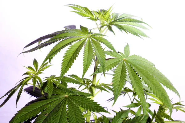 白色背景的绿色大麻植物 — 图库照片