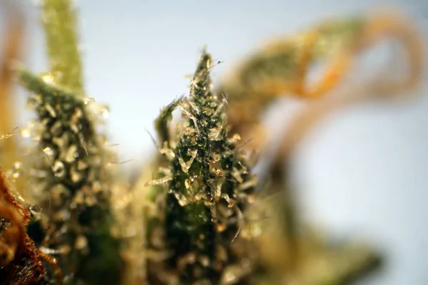Microscopic View Female Marijuana Flower Showing Its Pistols Resin Other — Zdjęcie stockowe