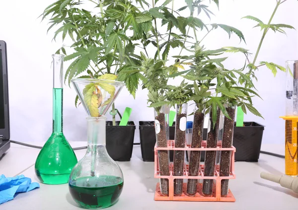 Marijuana Science Lab with Beakers, Marijuana Plants, Chemicals, Computers, Microscopes, Test Tubes, and more.